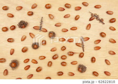 たくさんのドングリ 62622810