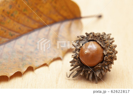 アベマキ 62622817