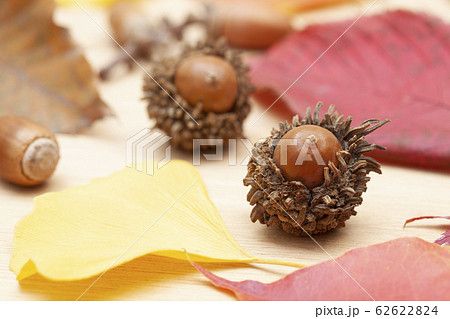 落ち葉とどんぐり 62622824