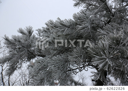冬の木 雪景色 松 62622826