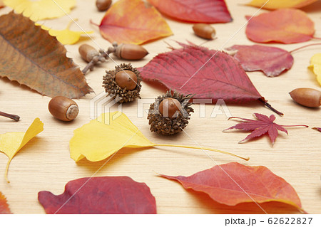 落ち葉とどんぐり 62622827