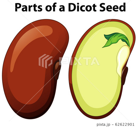 Diagram Showing Parts Of Dicot Seed On White Pixta