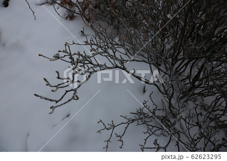 冬の木 雪景色 城の道 62623295