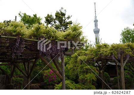 東京 亀戸天神社 藤棚とスカイツリーの写真素材