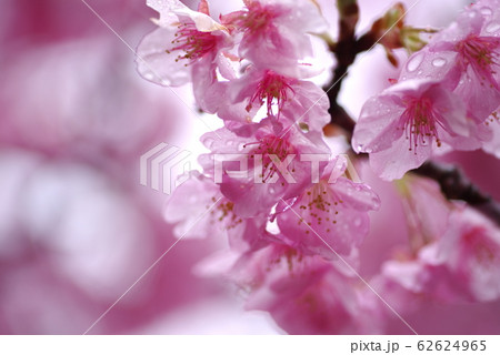 雨に濡れた、満開の桜 雨に濡れた、満開の桜 62624965