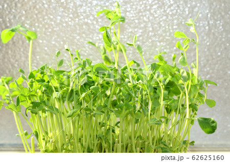 豆苗・キッチン 豆苗・キッチン 62625160