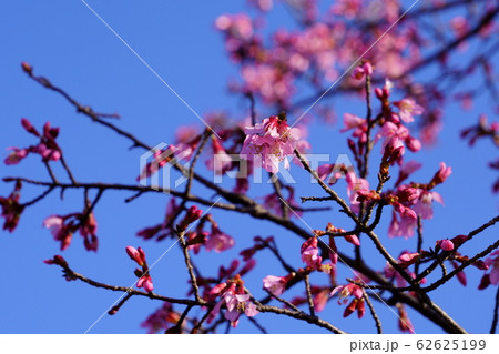 オカメ桜 62625199
