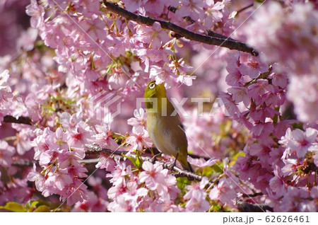 河津桜とメジロ　桜とメジロ　桜　メジロ　目白 62626461