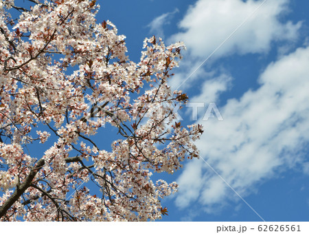桜と雲 桜と雲 62626561