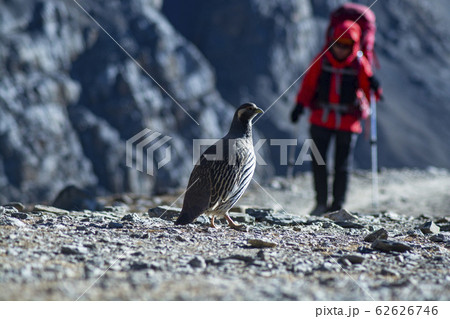 Snowcock birds on Himalaya Mountains with trekker 62626746