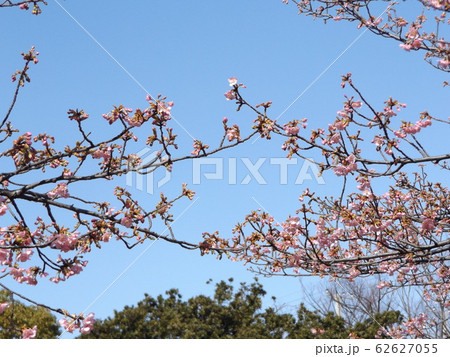 稲毛海岸駅前の河津桜が5分咲きです 稲毛海岸駅前の河津桜が5分咲きです 62627055