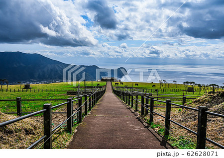 八丈島 八丈富士 ふるさと牧場 牛と海と山 八丈島 八丈富士 ふるさと牧場 牛と海と山 62628071