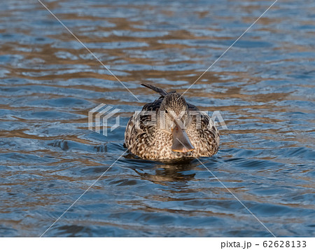 ハシビロガモ 62628133