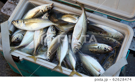 クーラーボックスに溢れんばかりの魚 大量の鰺の写真素材