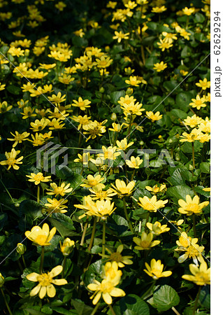 ヒメリュウキンカ ヒメリュウキンカ 62629294