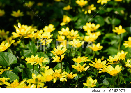 ヒメリュウキンカ ヒメリュウキンカ 62629734
