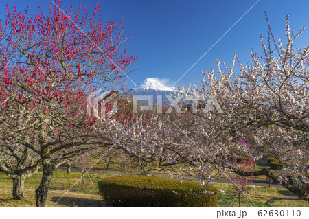 【静岡県】　富士山　梅　岩本山公園 62630110