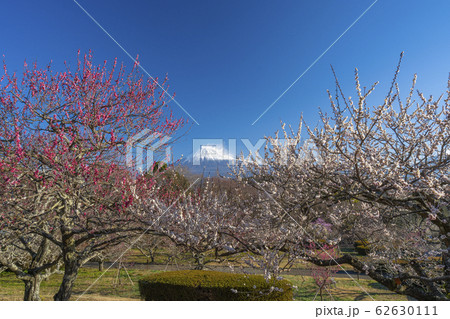 【静岡県】 富士山 梅 岩本山公園 【静岡県】 富士山 梅 岩本山公園 62630111