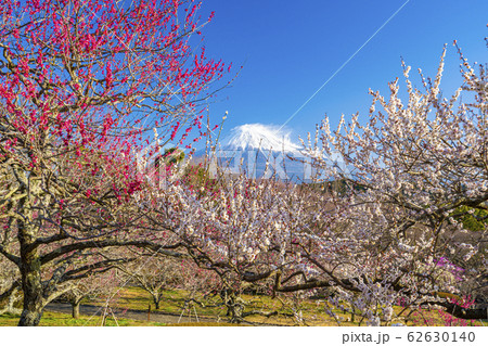 【静岡県】 富士山 梅 岩本山公園 【静岡県】 富士山 梅 岩本山公園 62630140