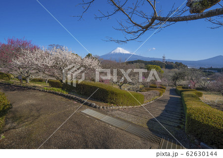 【静岡県】　富士山　梅　岩本山公園 62630144