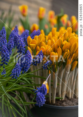 Muscari and yellow crocuses first spring flowers Holland 62630865