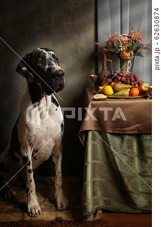 Portrait of a purebred great Dane dog with a still Portrait of a purebred great Dane dog with a still 62630874