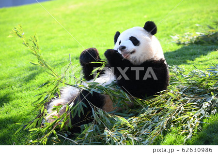 小パンダ 小パンダ 62630986
