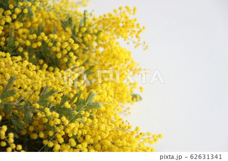 ミモザ ミモザ 62631341