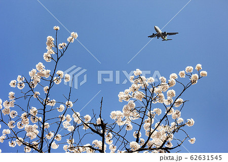 花 春 空 62631545