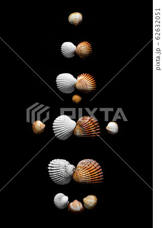 Family evolution shown by sea shells on black background. Family evolution shown by sea shells on black background. 62632051