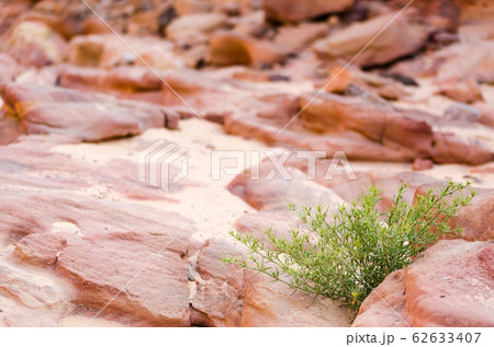 plant with green leaves on a background of rocks plant with green leaves on a background of rocks 62633407