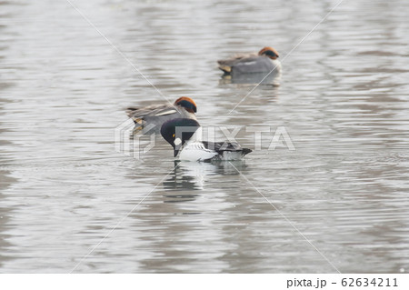 ホオジロガモ ホオジロガモ 62634211
