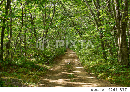 北海道　樽前山の森 62634337