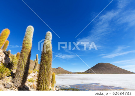 Cactus in Bolivia 62634732
