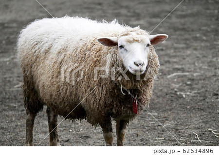 動物写真 羊 八木山動物園の羊 牛のようなお顔のひつじさんの写真素材