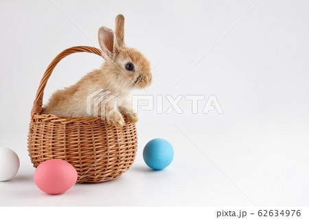 Easter bunny rabbit in basket with colorful eggs 62634976