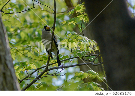 イカル イカル 62635176