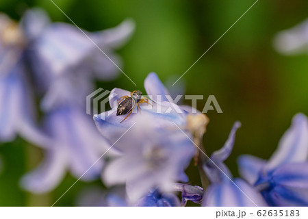 ハエトリグモ科のクモ 62635183