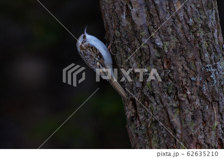 キバシリ 62635210