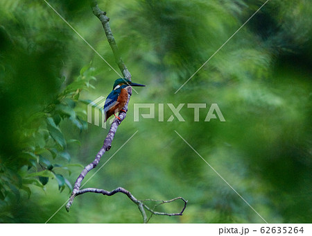 カワセミ 62635264