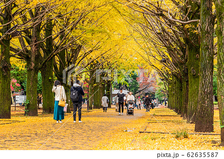 東京 光が丘公園の紅葉の写真素材