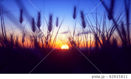 Colorful Sunset with closeup Wheat 62635811