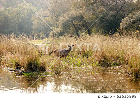 Sambar Rusa Ranthambore National Park Sawai 62635898
