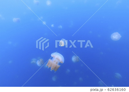 パラオのジェリーフィッシュレイクに生息するゴールデンジェリーフィッシュ 62636160