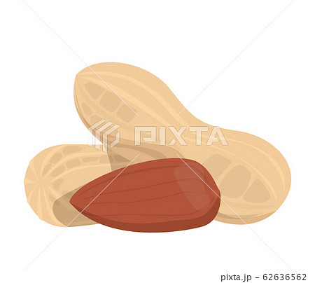 Peanuts in the shell vector isolated. Fresh 62636562