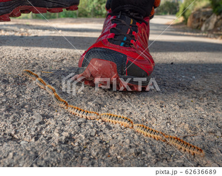 Danger crocessionary caterpillars, Danger crocessionary caterpillars, 62636689