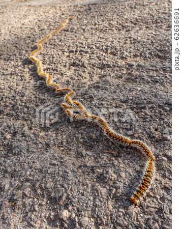 Pine processionary moth in procession on gravel. 62636691