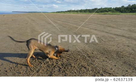 The dog digging a hole in the sand. 62637139