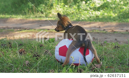 Dog makes humping funny sex with a toy. 62637151