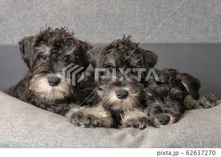 Portrait of three cute miniatyre schnauzer puppies laying on the sofa 62637270